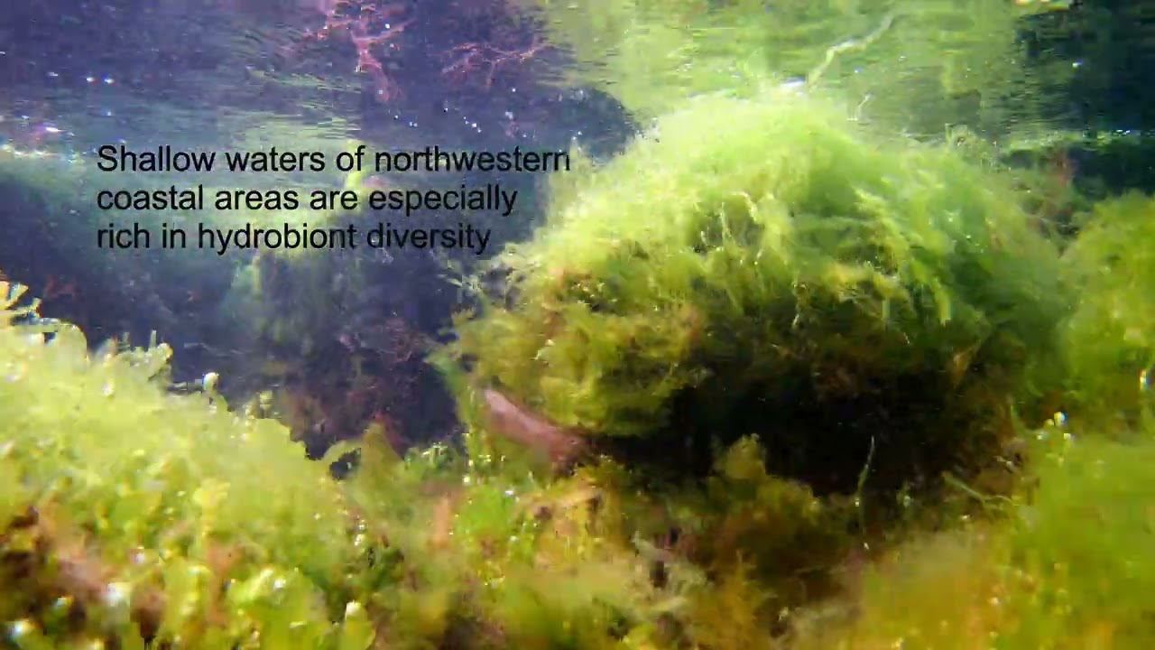 Black Sea underwater beauty