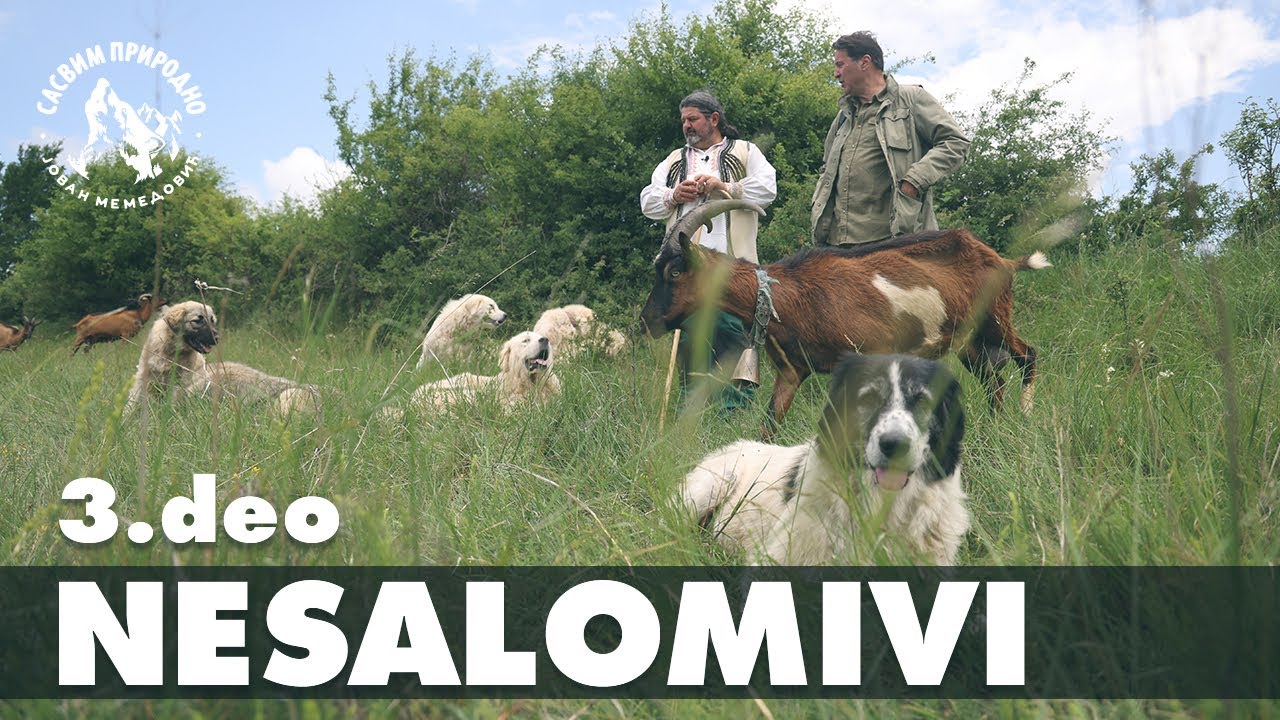 SASVIM PRIRODNO: Nesalomivi 3. deo - Aleksandar Vasov