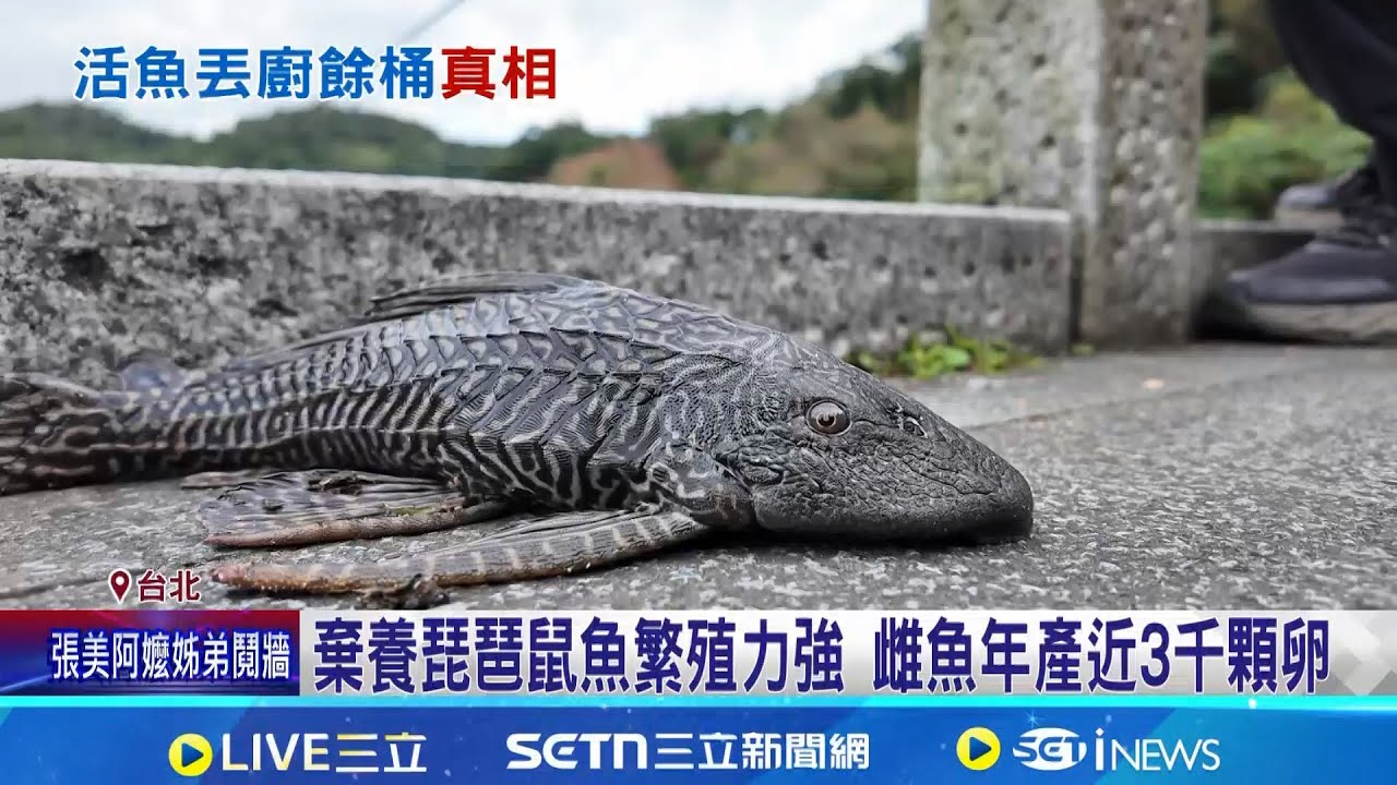 大湖公園草皮