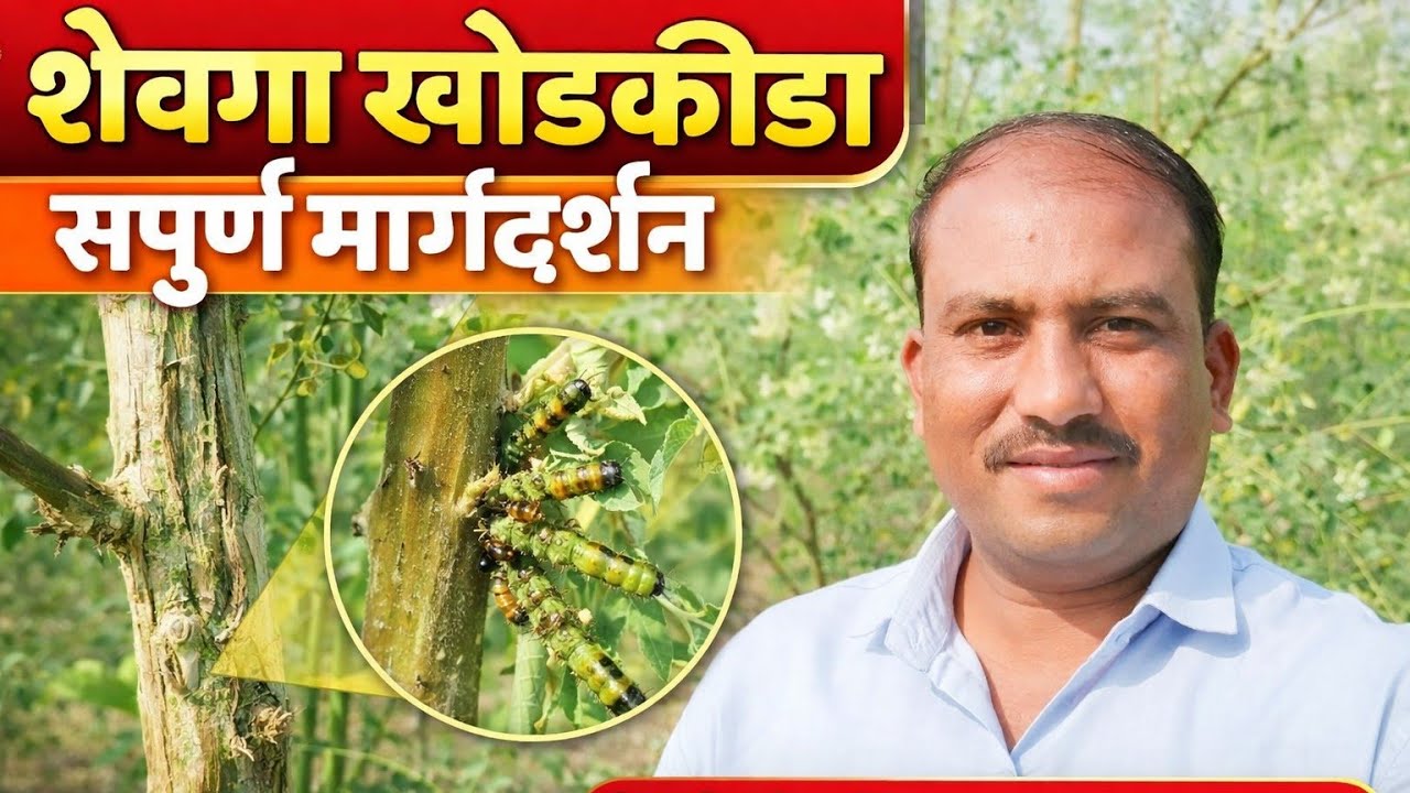 शेवगा खोडकिडा व्यवस्थापन कसे करावे?| #शेवगा_खोडकिडा#शेवगा_शेती#MoringaFarming#शेवगा_कीड#शेतकरी महेश 