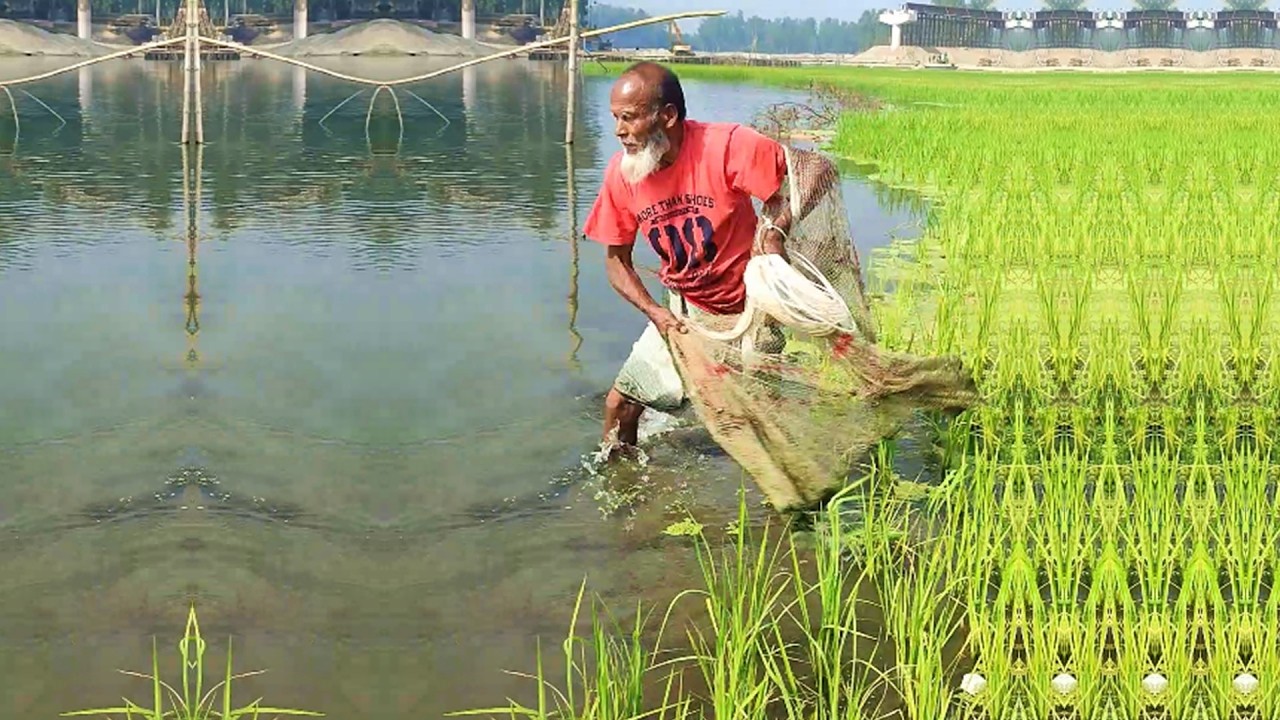 Amazing Fish Hunting by Poor Fisherman - Best Cast Net Fishing - Traditional Village Fishing