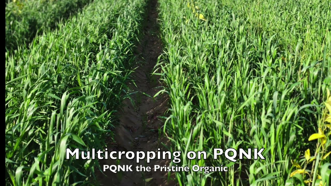 Multicropping on PQNK