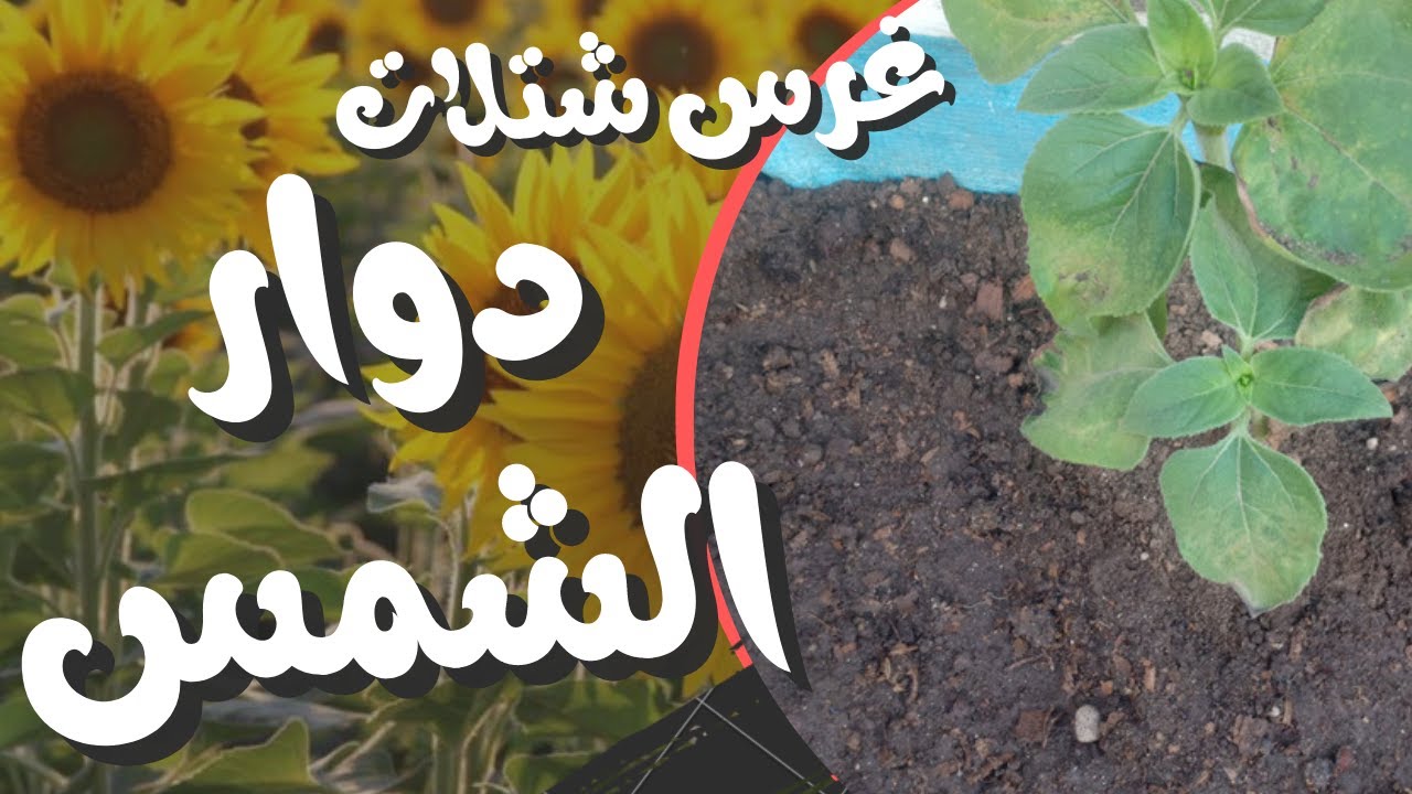 عباد الشمس |  غرس شتلات دوار الشمس