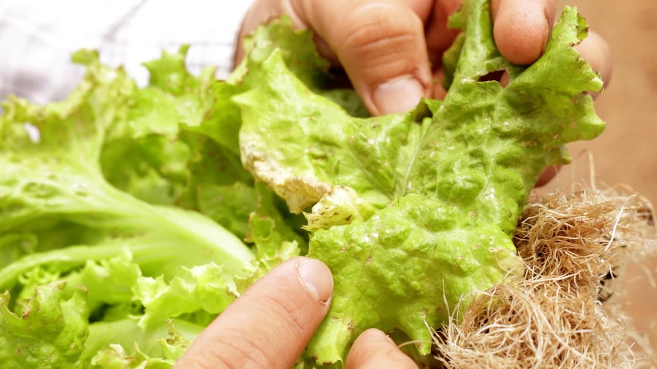 Saiba como prevenir que as folhas de saladas fiquem queimadas no verão