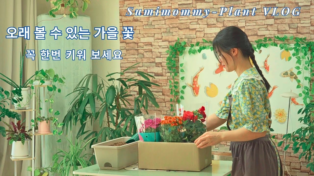 4가지 - 가을꽃 - 가성비 좋고 오래동안 볼 수 있는 꽃 추천 - 꼭 한번 키워보세요 - 식물VLOG