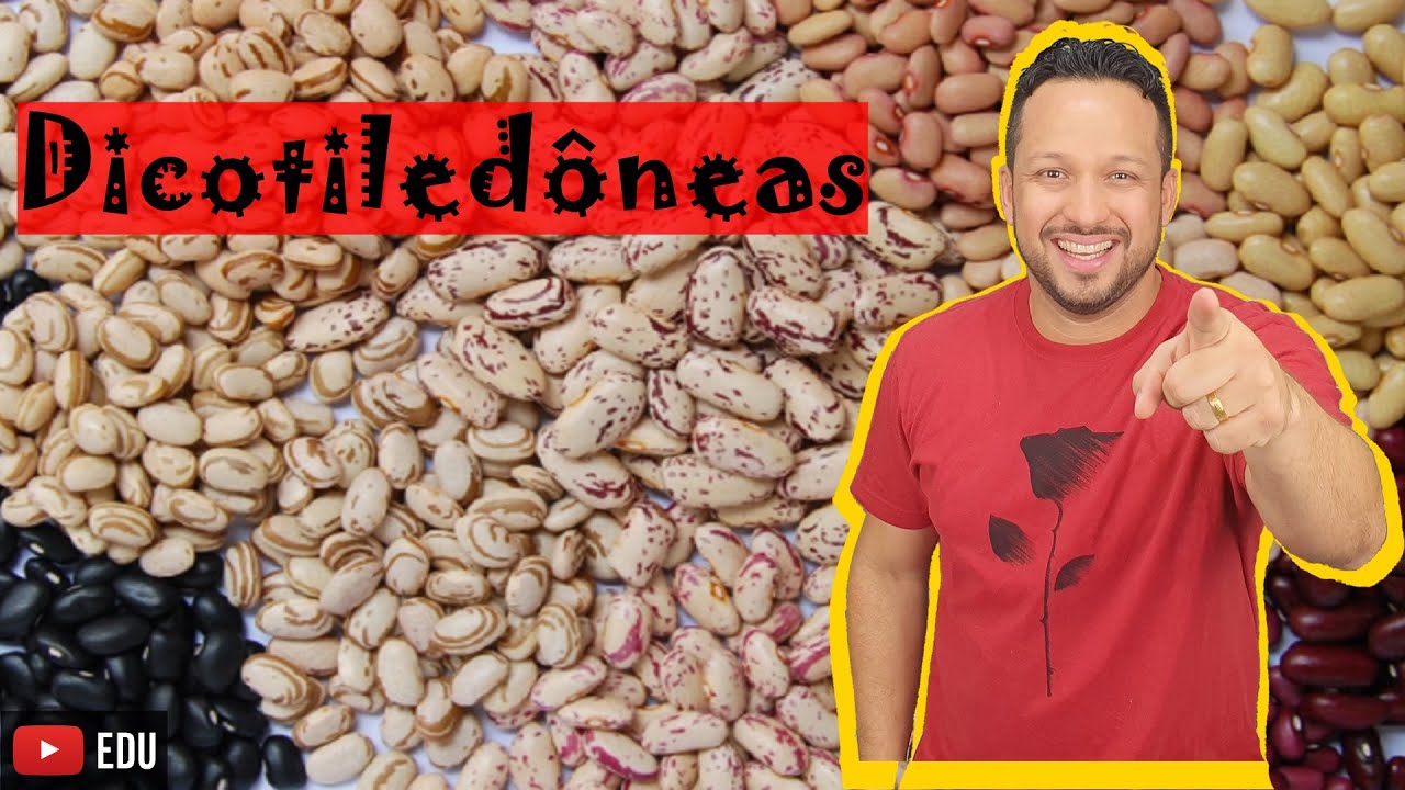 Dicotiledôneas - Características Gerais e Exemplos - Classificação das Angiospermas - Botânica