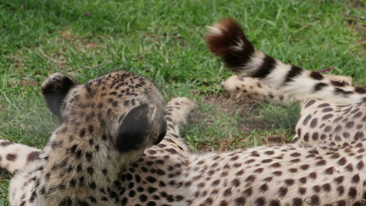 Seekor cheetah sedang bersantai di habitat alaminya,
