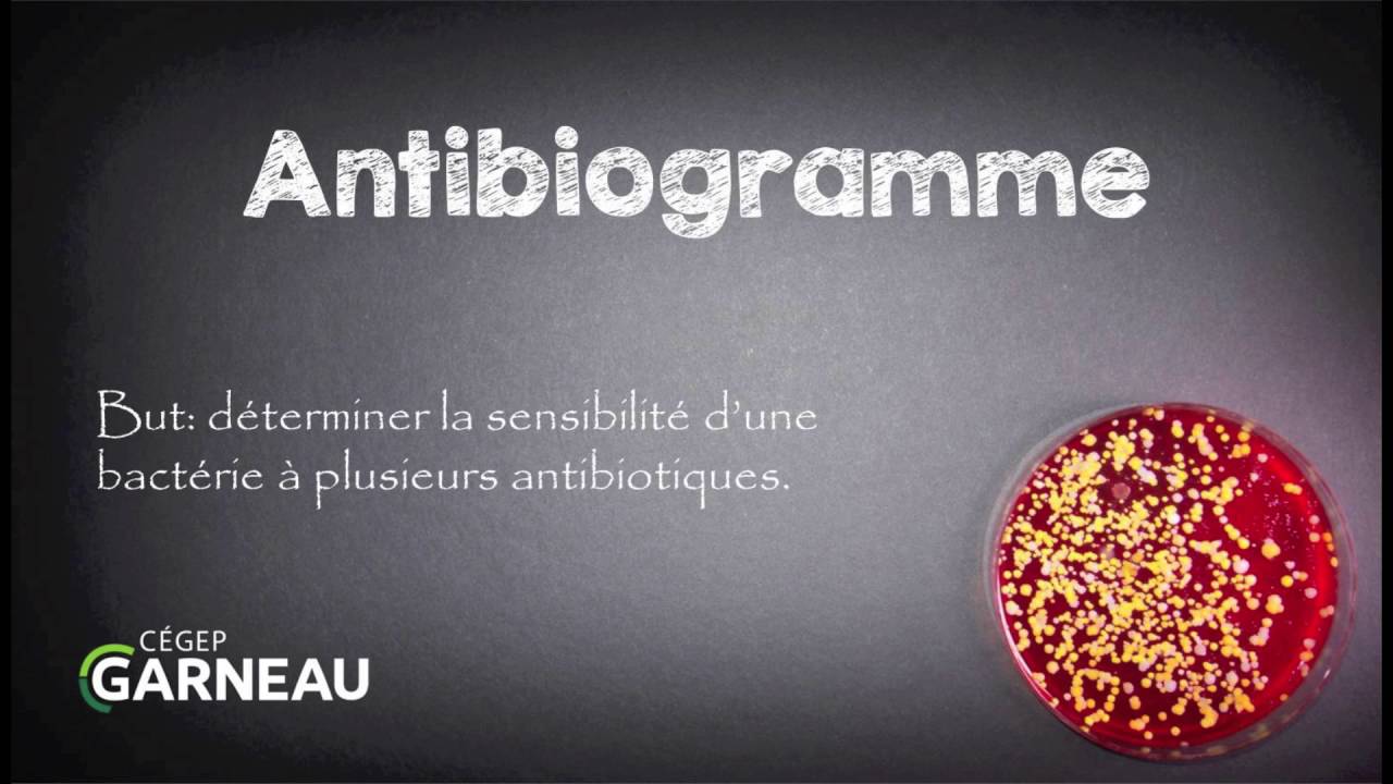 Antibiogramme