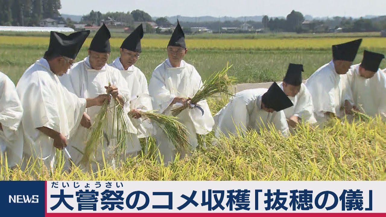 大嘗祭のコメ収穫「抜穂の儀」