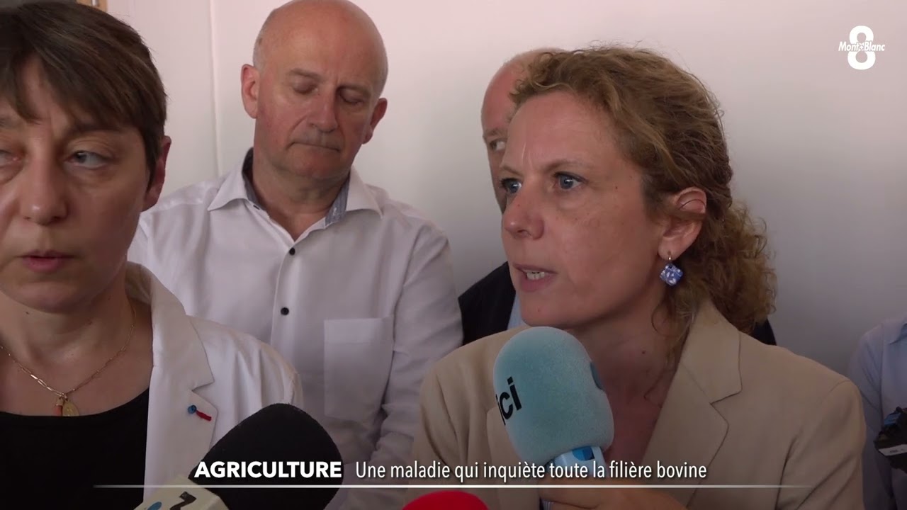 La maladie qui menace la filière bovine