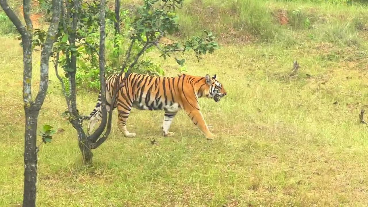 Male & Female Tiger Trail Through Water Before Mating Sanjay Dubri Tiger Reserve Shot on IPhone E13