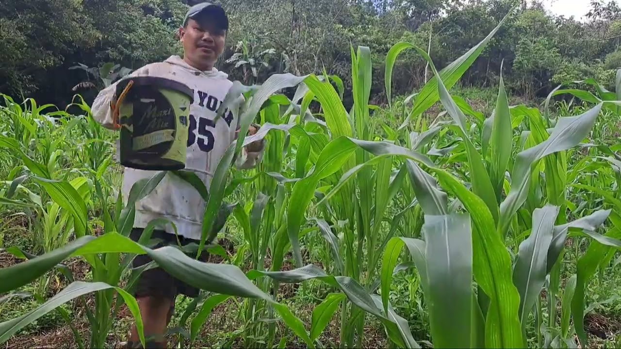 Naglagay kame ng pataba sa monting maisan nila mama at papa..(@wingetz vlog