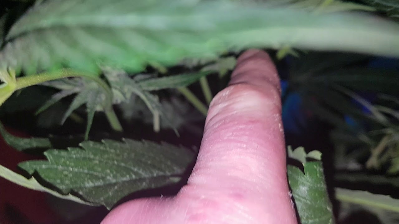 SOG vs Screen FASTBUDS - GIRL SCOUT COOKIES