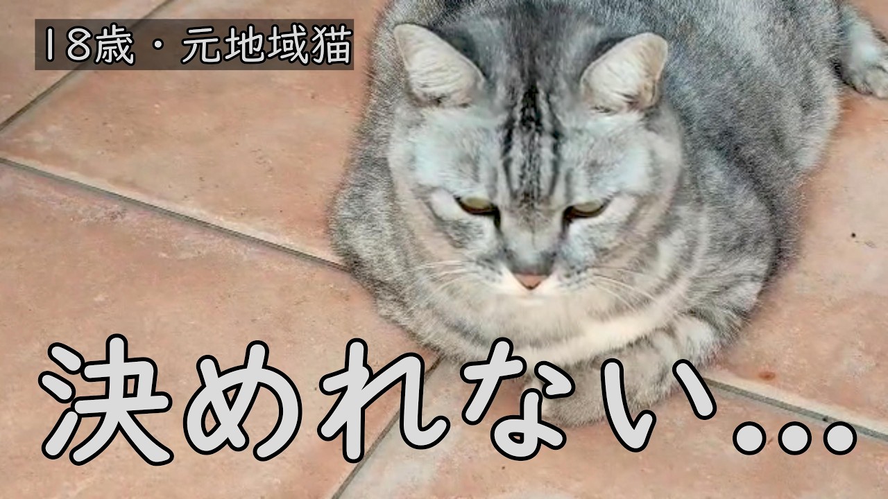 18歳の猫、外に出したくない。でも、、、ー家猫プロジェクト1ー＃高齢猫＃猫のいるくらし