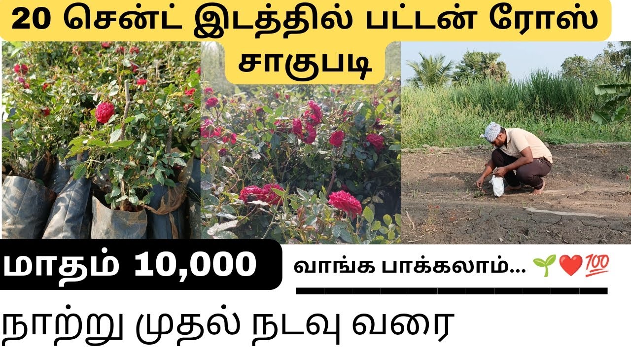 10,000 முதல் 20,000 மாத வருமானம் தரும் பட்டன் ரோஸ் சாகுபடி | நாற்று நடவு செய்தோம் | Aravindck7