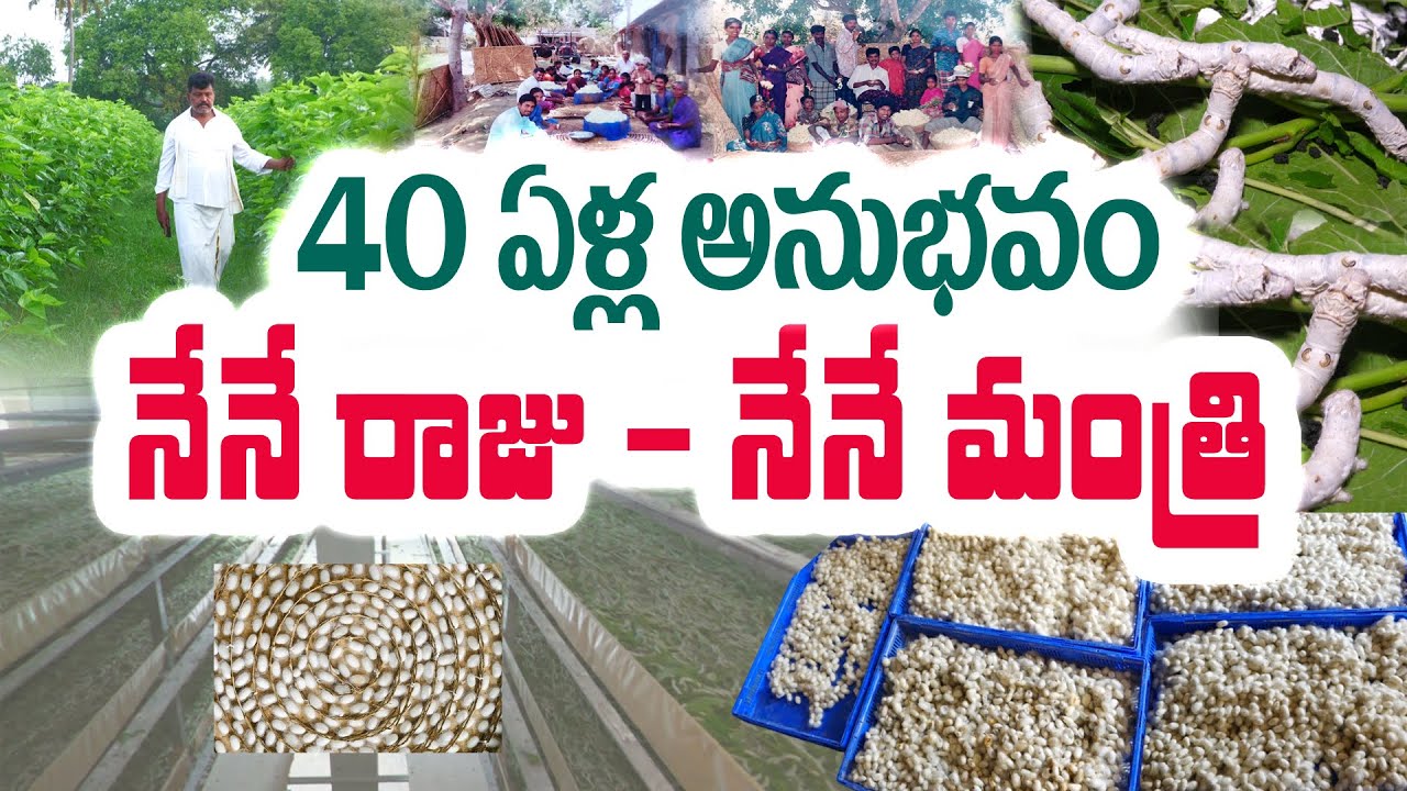 #సెరీకల్చర్ తో రైతుకి స్వయం ఉపాధి | #Sericulture | #Subbareddy #farming #agriculture @Raitunestham ​