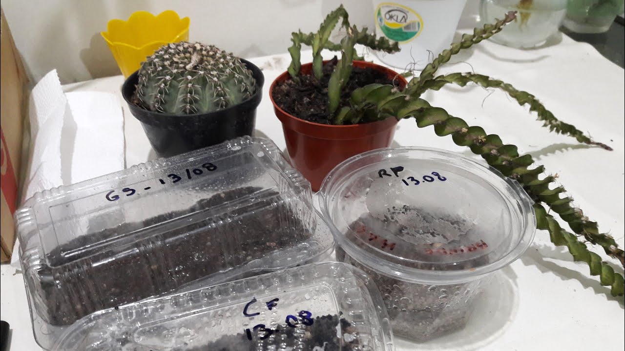 Semeando cactos