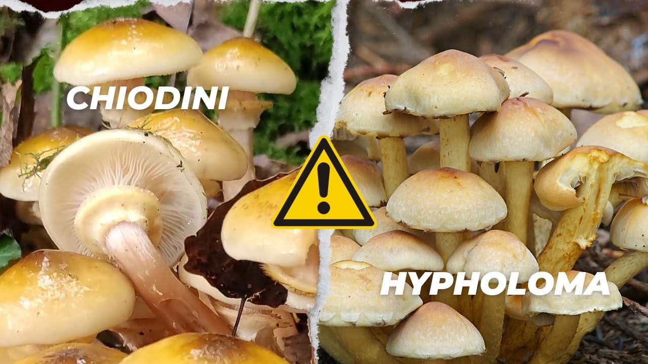 Riconoscere il falso chiodino: Hypholoma fasciculare ⚠