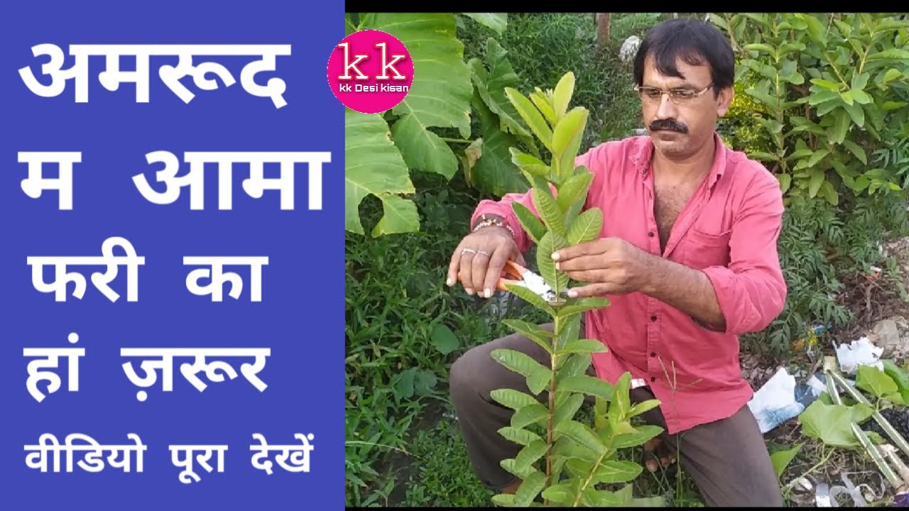 mango grafting to guava tree/अमरूद के पौधे मे आम कि कलम सफल परिणाम के साथ