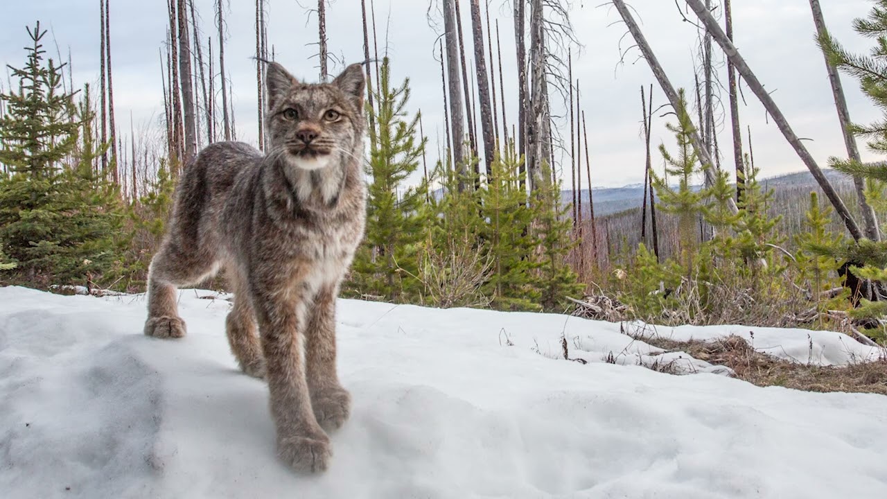 Lynx and Wildfire in the Cascadia Bioregion