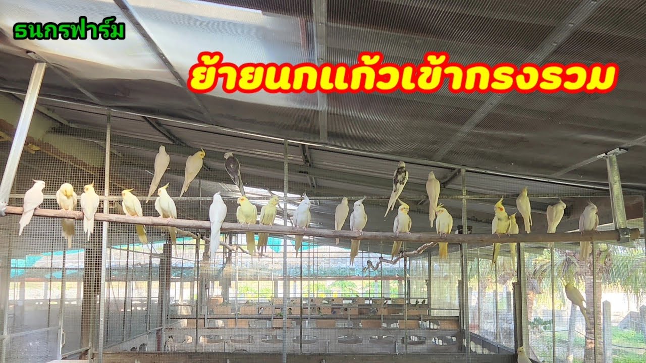 นกแก้วค๊อกคาเทล,เลิฟเบิร์ด ปล่อยเข้ากรงรวม