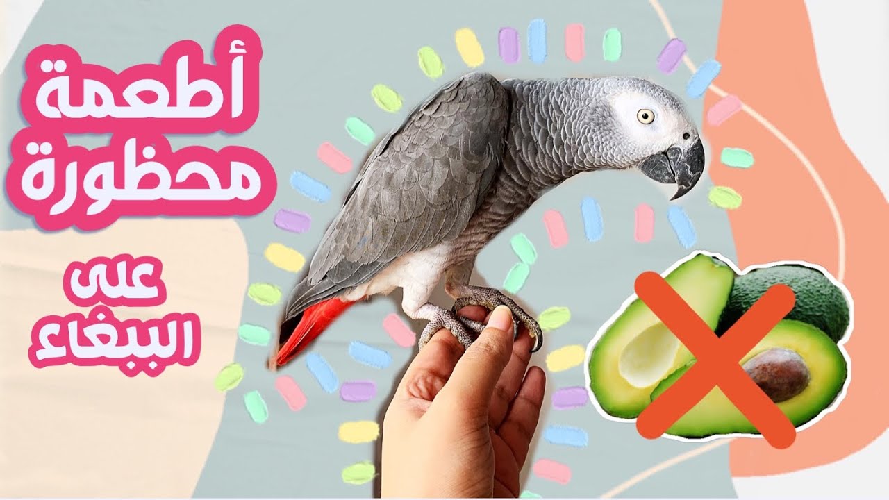 جميع الاطعمة والمشروبات الممنوعة على الببغاء ❌