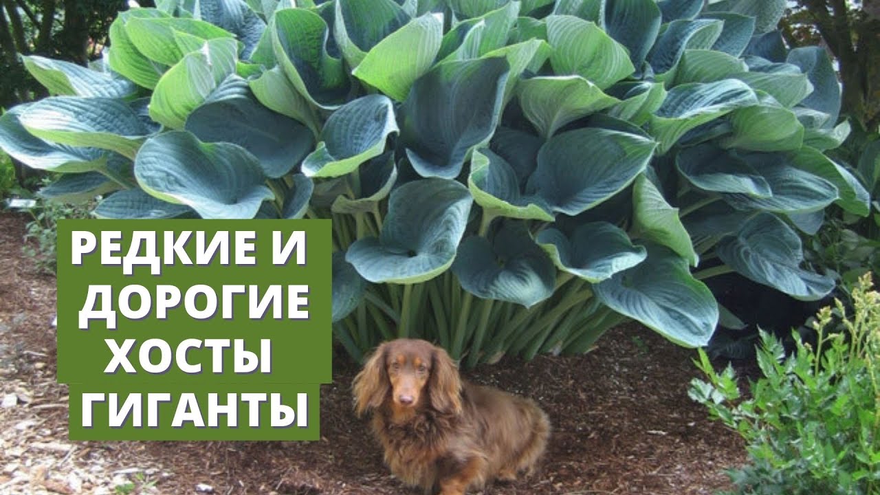 Редкие гигантские хосты