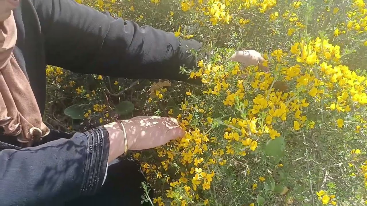 دخلو تشفو طبيعة 🏞️ واستمتعوا 🙏🏻🤗