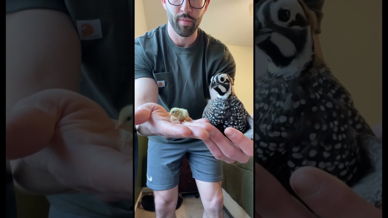 Finn was not happy about sharing the spotlight 😂 #bird #birb #babyanimals #animal #quail #farm