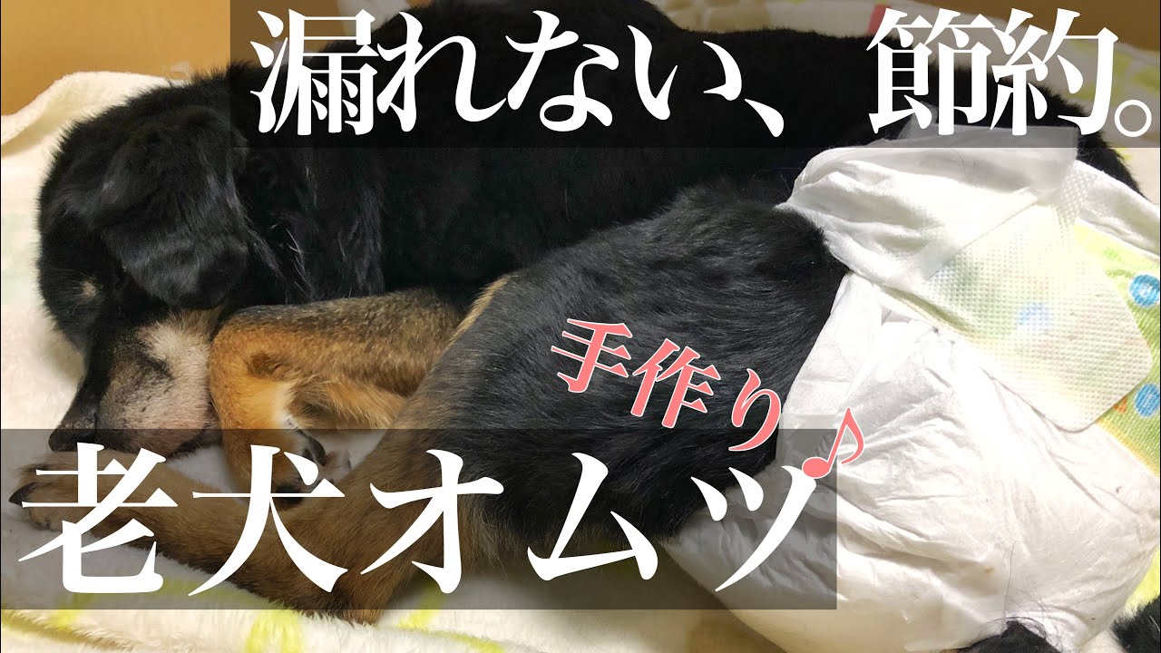 【オムツ事情】老犬を快適にすごさせたい。 // Who's TV #189