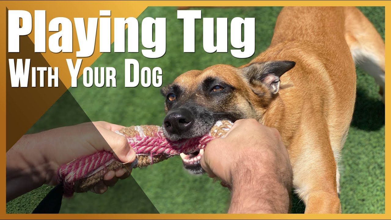 The Fundamentals of Playing Tug With Your Dog.