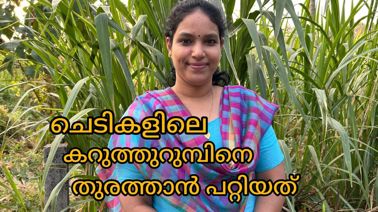 ചെടികളിൽ ഉറുമ്പിനെ അകറ്റാൻ ഇത് നല്ലൊരു പ്രയോഗം#miyafarmkitchen #villagelife #home 