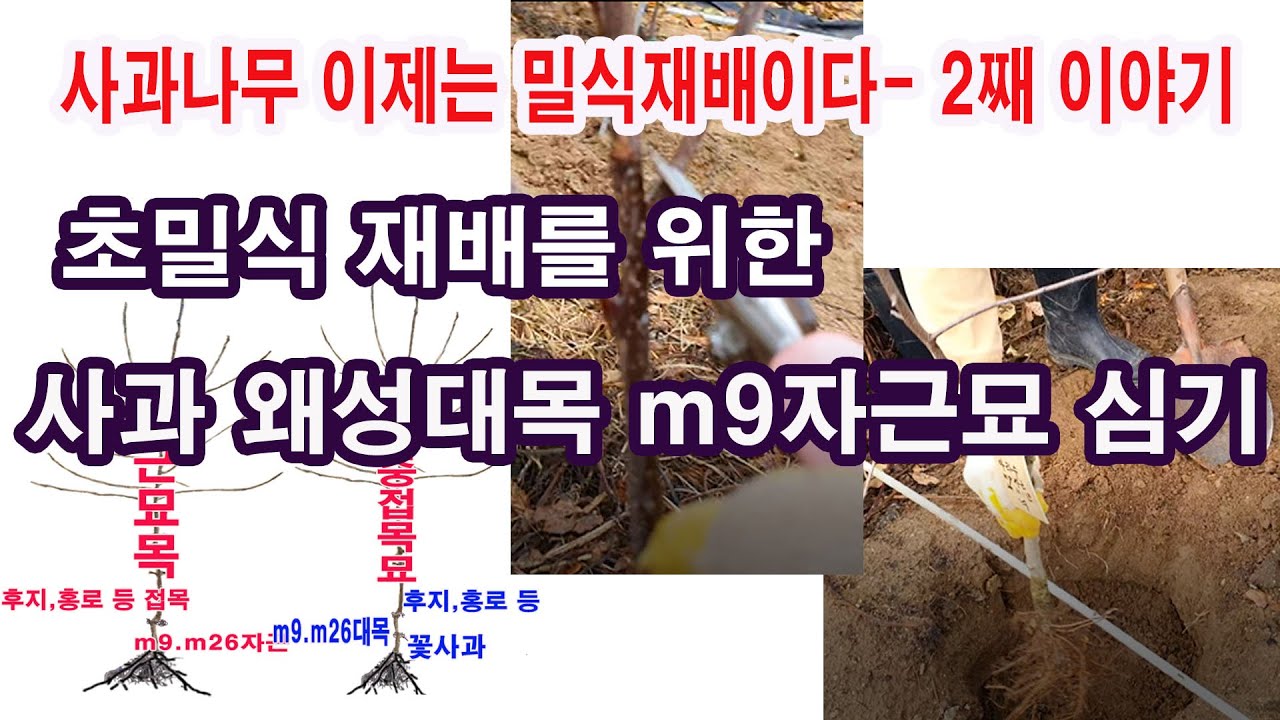 사과 초밀식재배를 위한 왜성대목 m9자근묘 심기-이제는 밀식재배이다 2째 이야기(사과 고밀식재배, 사과 왜성대목, 사과 묘목 심기, 사과 묘목고르기,이중접목묘와 자근묘 등)