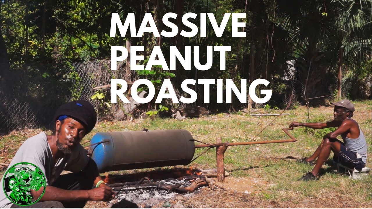 Peanut Farming Jamaica  | Unique way to Roast Peanut | The Crocus Bag Farmer