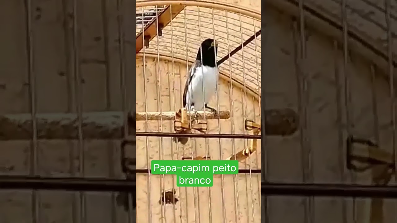 papa-capim peito branco