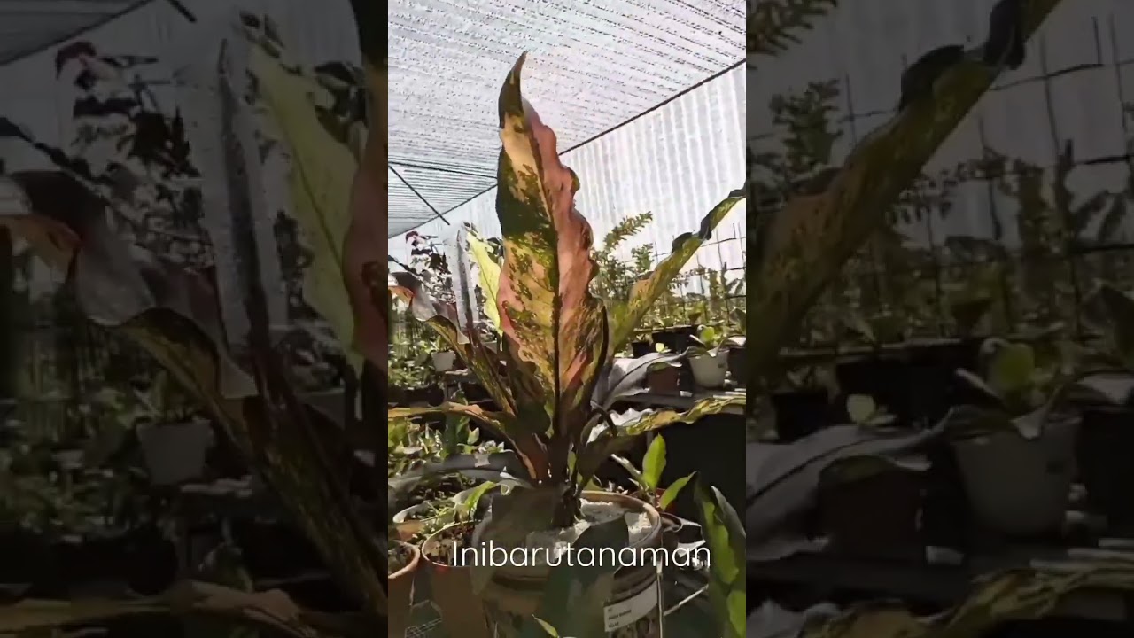 anthurium hookeri pink +6285899865773