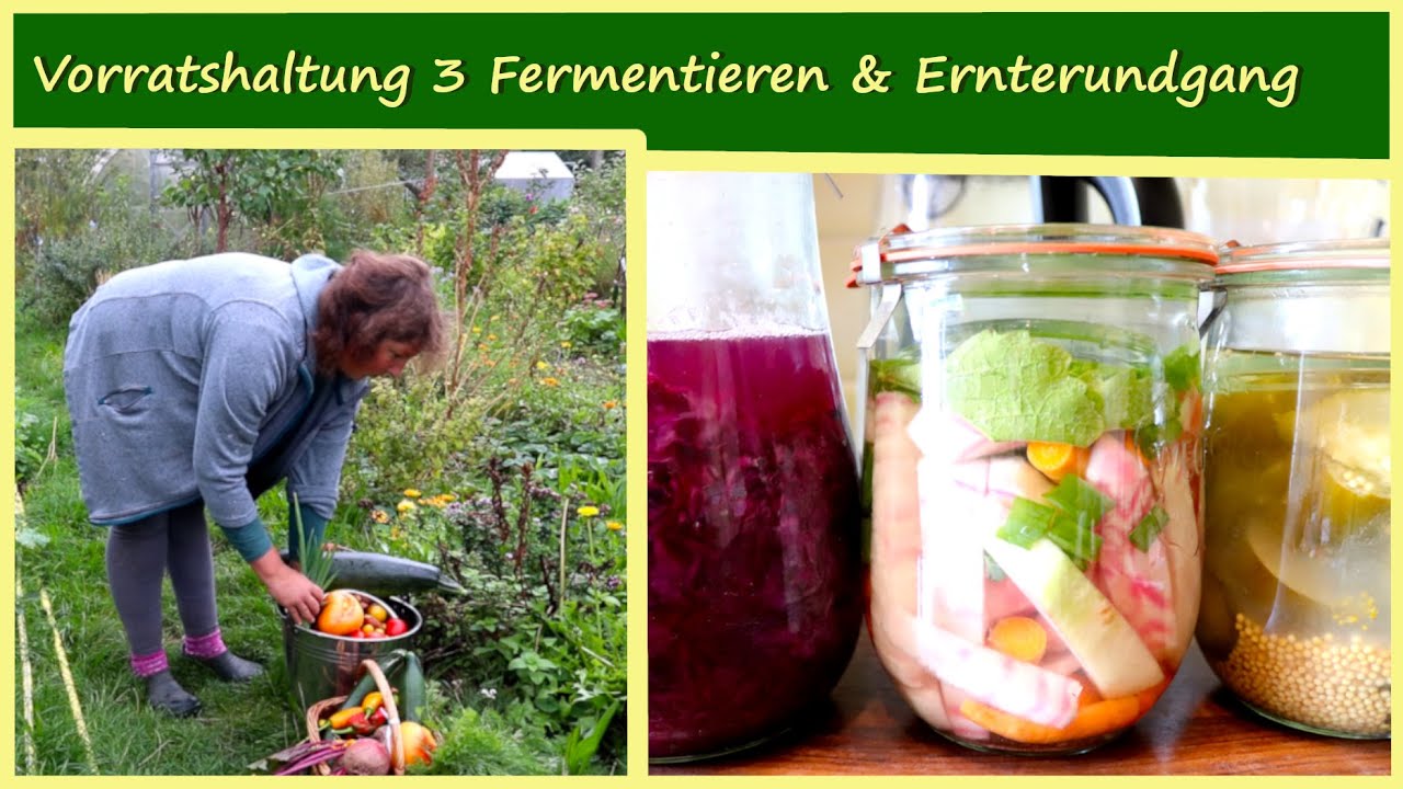 Vorratshaltung Teil 3 Fermentieren & Ernterundgang September