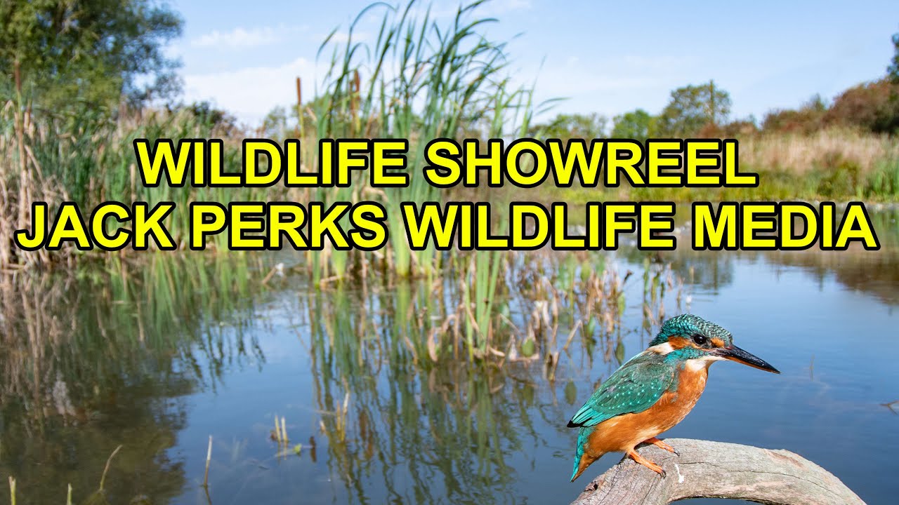 Wildlife Showreel - Jack Perks Wildlife Media