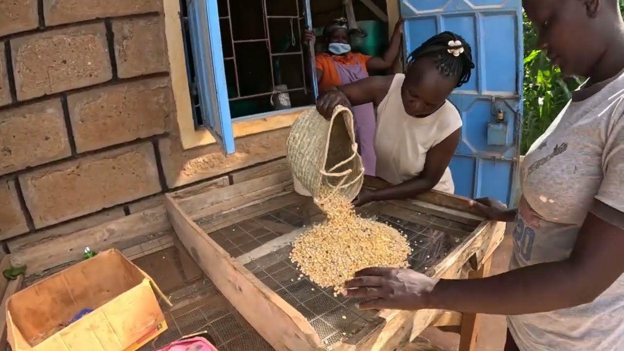 Peaceful village life and cooking 🔥 traditional and nutritious  kunde leaves ugali,tea+building 🏫