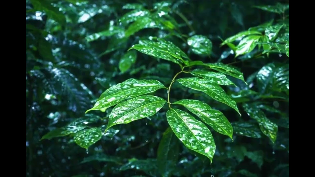 🌿 Relaxing Rain on Green Leaves | 4K Seamless Loop Nature Ambience 🌧️