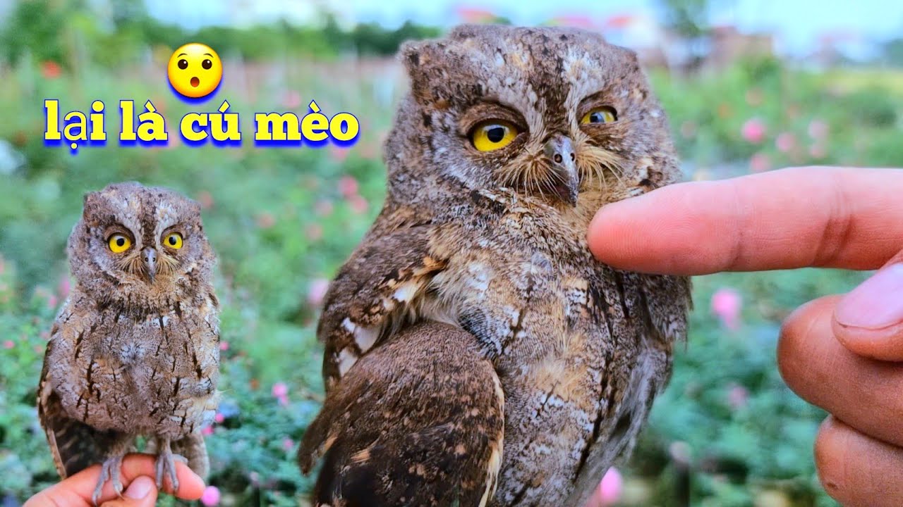 Cắt Cỏ Cho Cá Ăn Vô Tình Mình Lại Nhân Nuôi Thêm Một Bé Chim Cú Mèo / Quế Nghịch