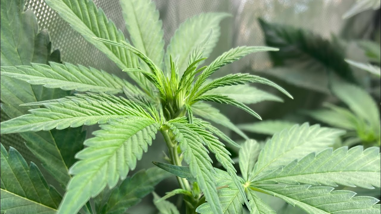 Panama ace seeds