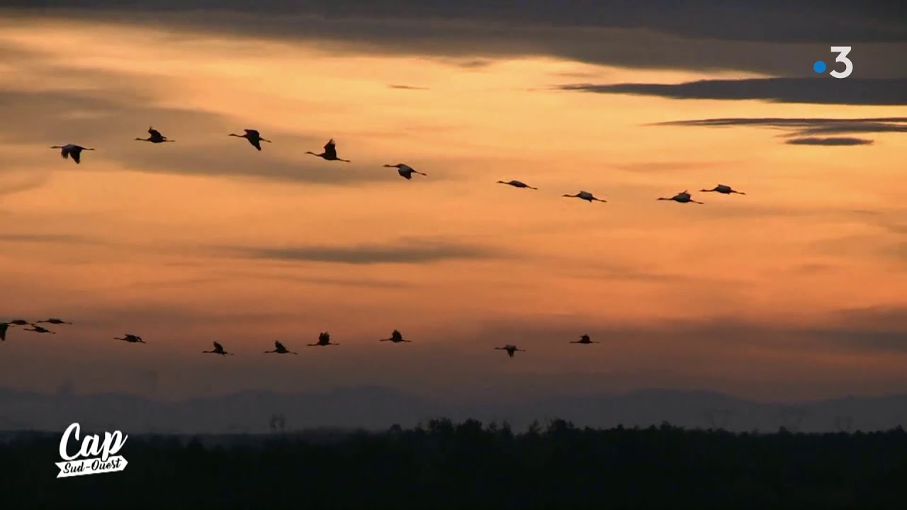 Cap Sud Ouest: Landes, un automne plein de vie.