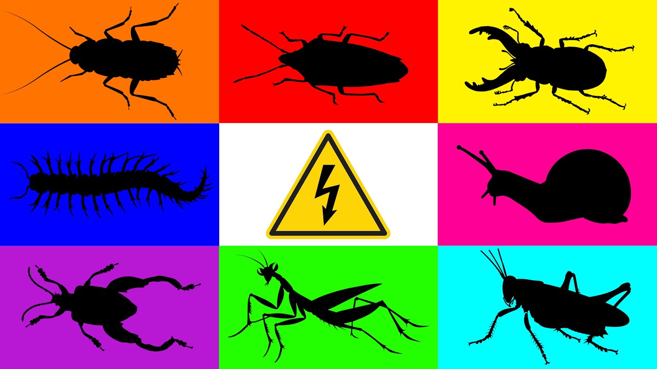 Insect: Mantis, Centipede, Snail, Stag Beetle, Shield bug, Cockroach, Grasshopper, Footed bug, Eel