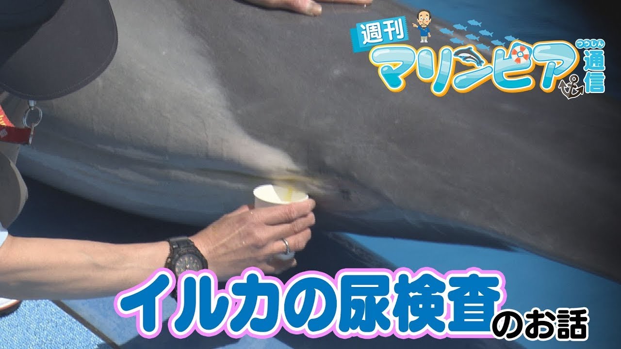週刊マリンピア通信　＃58 イルカの尿検査