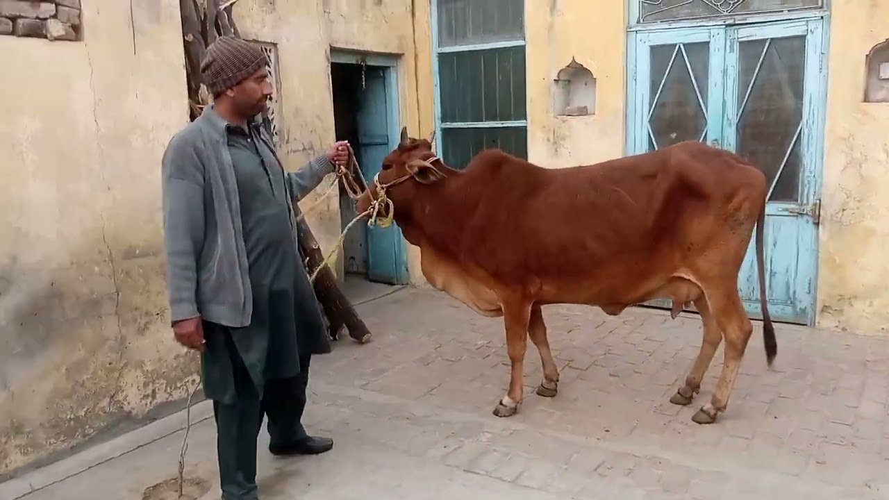 Best Saiwal Gaye | Mandi cows | Desi Gaye ki Video