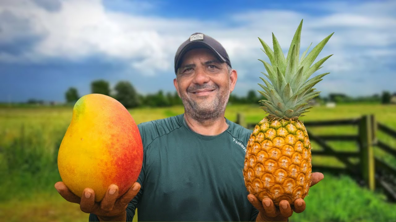 PRODUZIMOS AQUI NA CHÁCARA 😮🍍