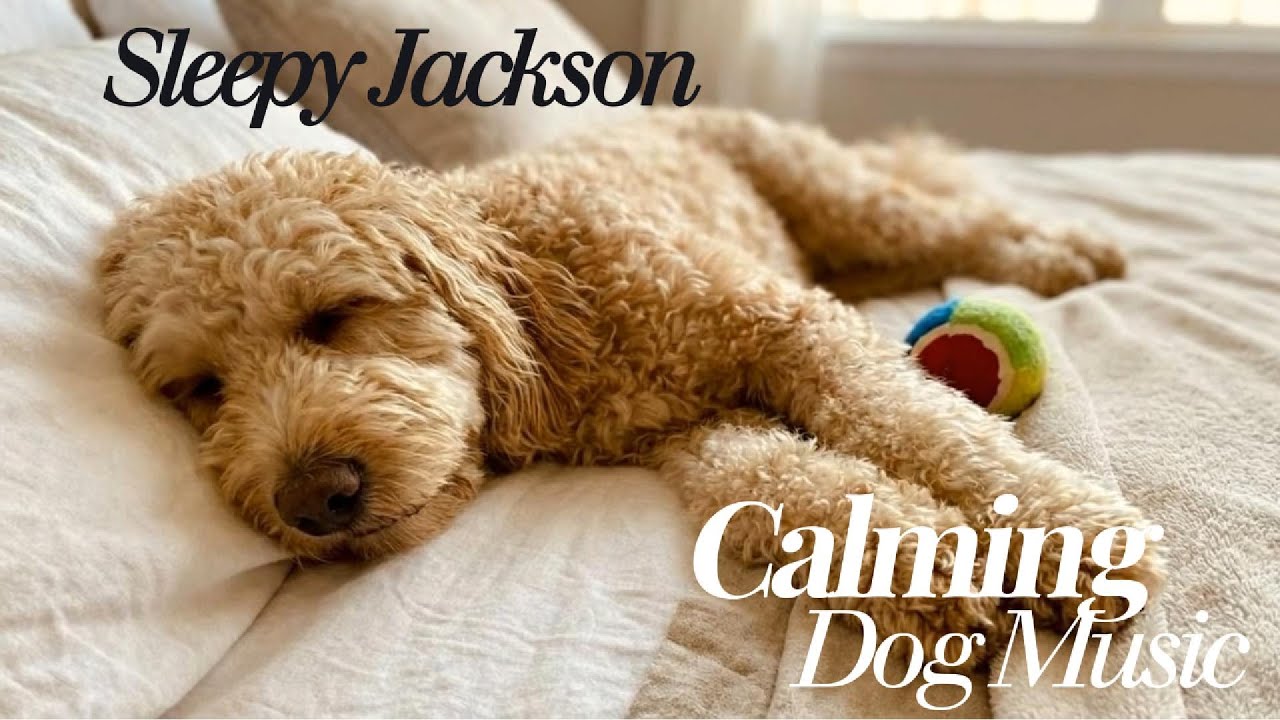 Calm Music for Dogs | 2 Hours | Sleepy Jackson 🐶💤
