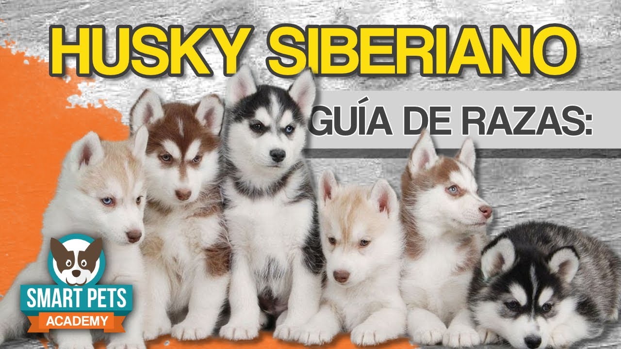 Guía de razas: El Husky Siberiano - Espíritu libre y Energético