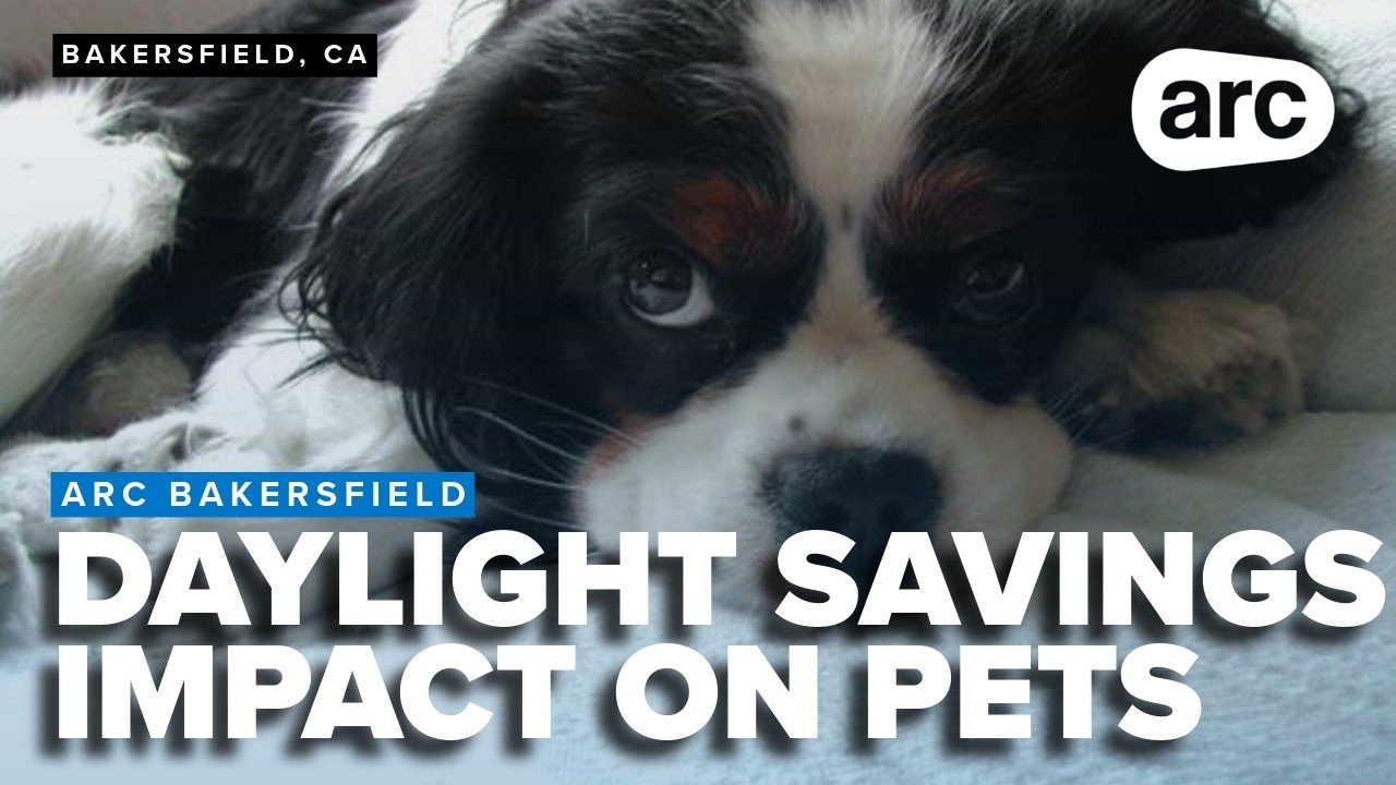 Daylight Saving Time impacts pets: How animals react to the time change